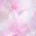 BUNGUBOX Cherry Blossom